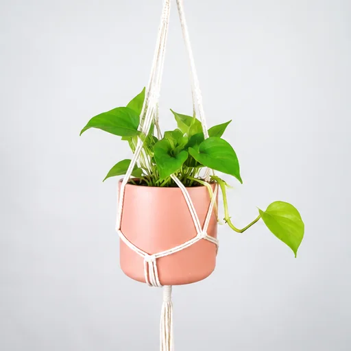 AI-generated imagined pothos growth for March