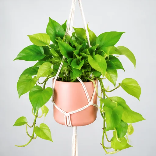 AI-generated Pothos growth illustration in a fictional community post