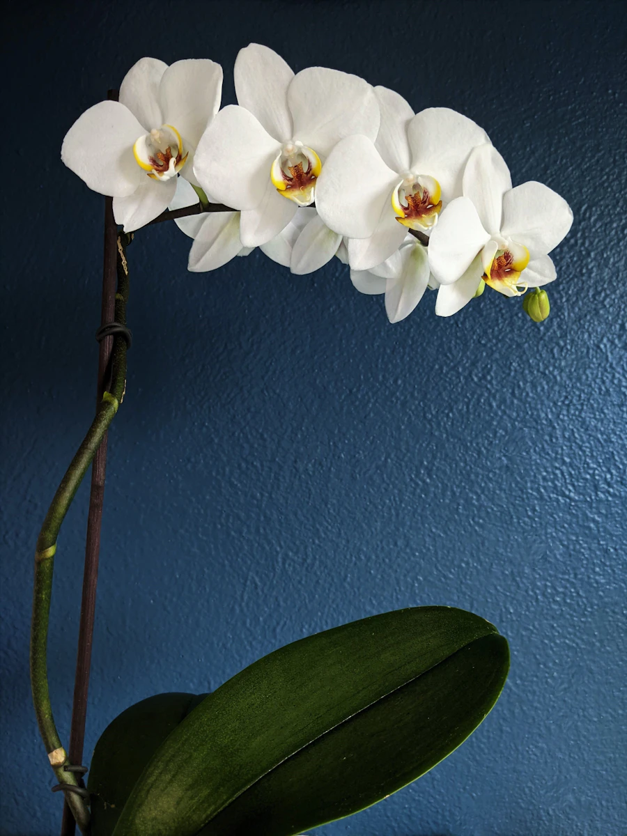 Orchid photograph used in a fictional community post